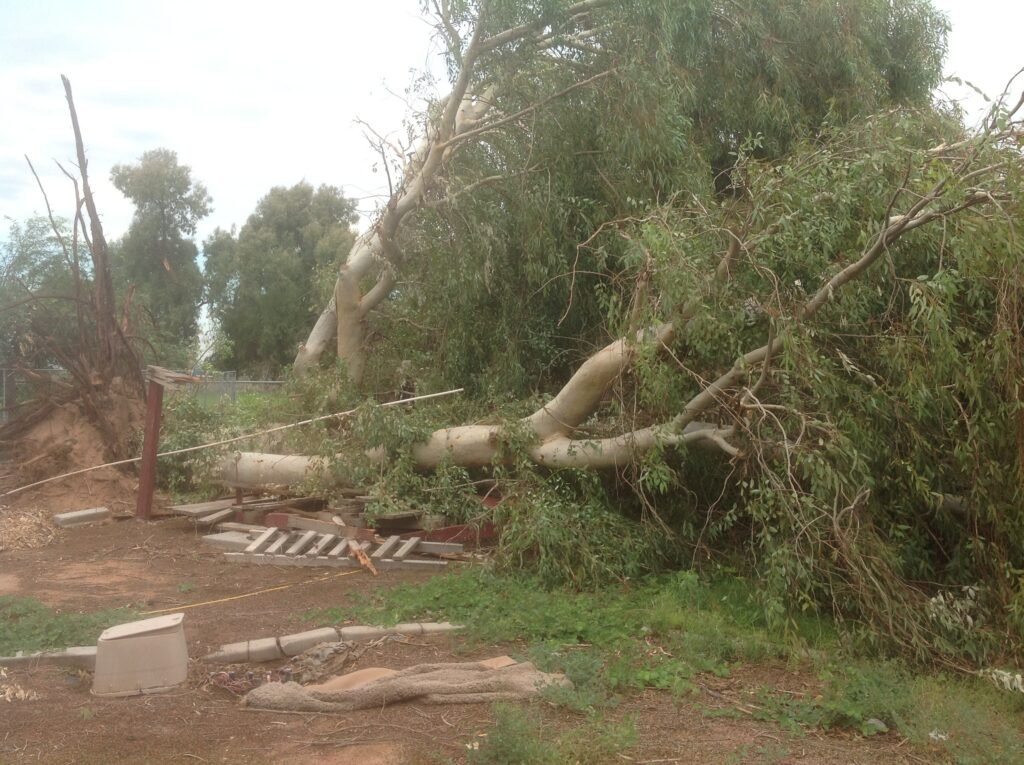 Storm damage and tree removal - New Height Tree - Storm Damaged Tree Branch Removal
