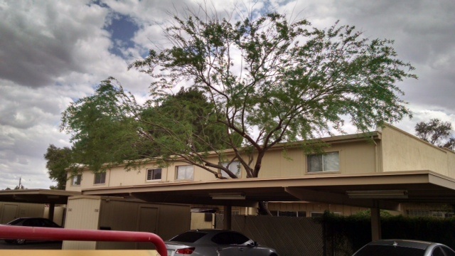 Mesquite tree pruning trimming - New Height Tree