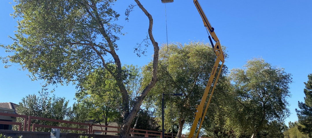 phoenix tree removal service