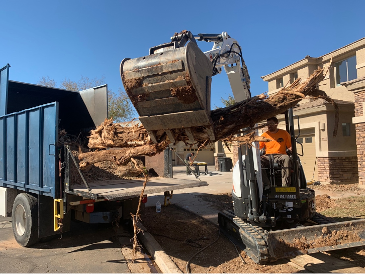 Sissoo Tree removal Phoenix, AZ