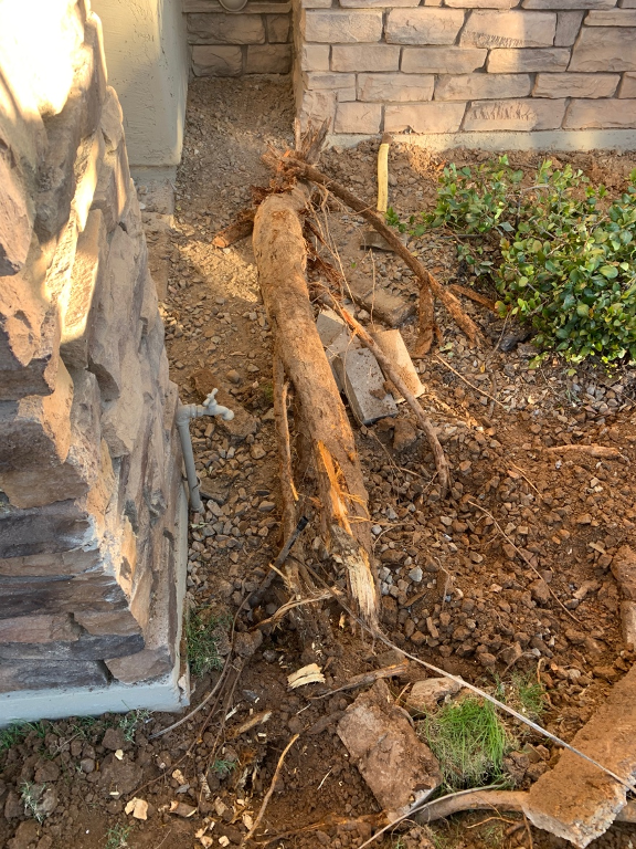 Sissoo tree removal services, Pheonix, AZ, Mesa, AZ