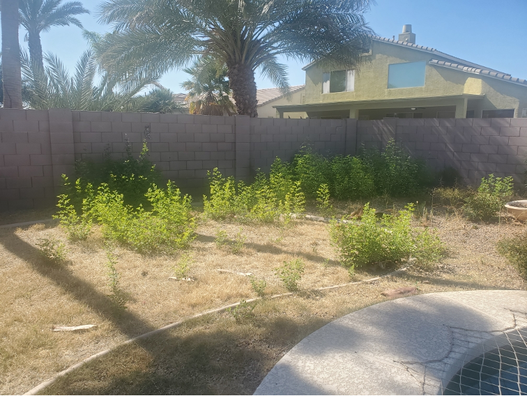 New Heights Tree Services, sissoo tree removal services, Phoenix, AZ