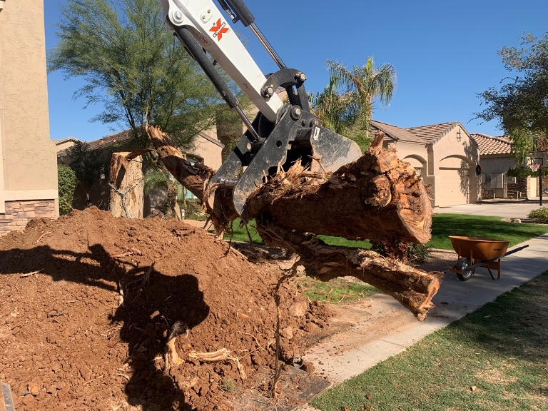Sissoo Tree Removal Mesa, AZ